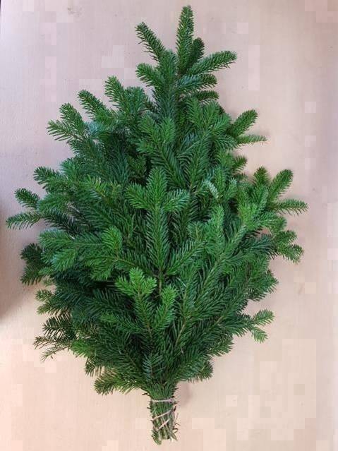 <h4>ABIES NORDMANN BS</h4>