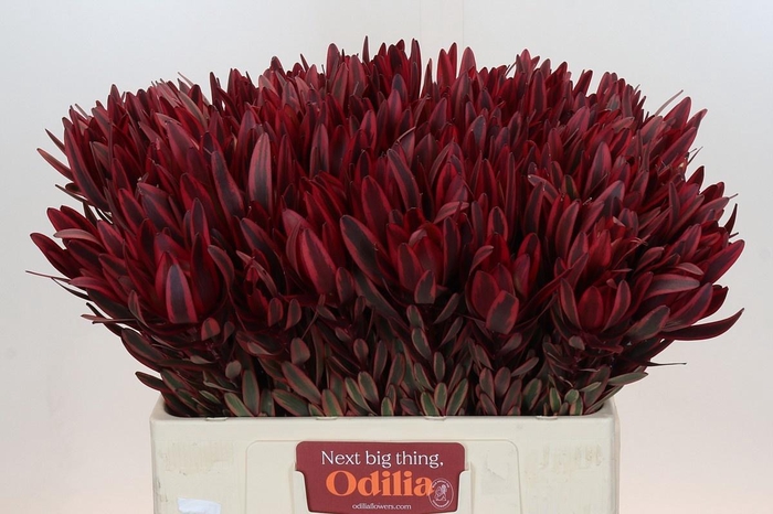 <h4>LEUCAD JESTER</h4>