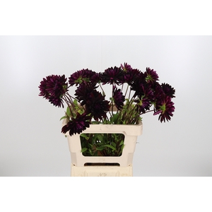 Dahlia Chat Noir