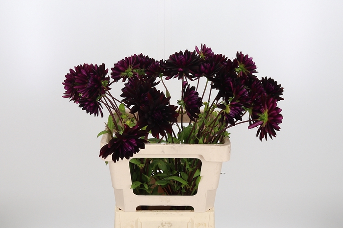 <h4>Dahlia Chat Noir</h4>