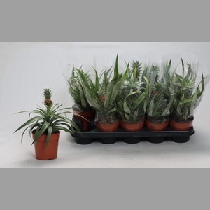 ANANAS OV