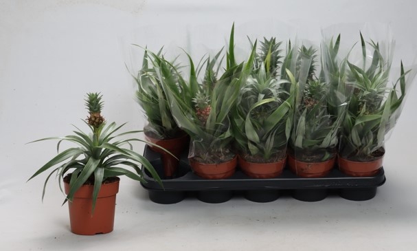 <h4>ANANAS OV</h4>