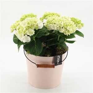 Arrangementen Hydrangea H%