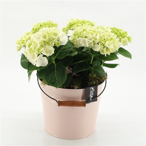<h4>Arrangementen Hydrangea H%</h4>