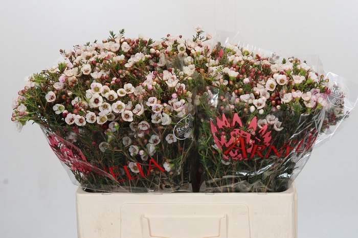 <h4>Chamelaucium Moonlight Delight</h4>