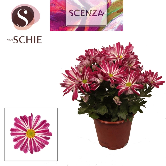 <h4>Chrysant Rainbow Twist</h4>