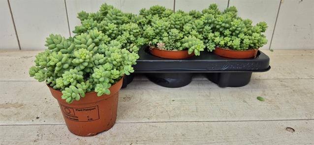 <h4>SEDUM BURRITO</h4>