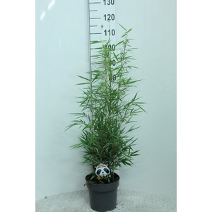 Fargesia robusta 'Campbell'