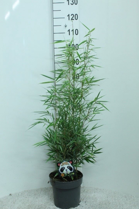 <h4>Fargesia robusta 'Campbell'</h4>
