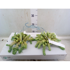 Sedum burrito
