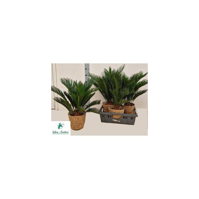 <h4>Cycas Revoluta (Cites) 22Ø 50cm 12v</h4>