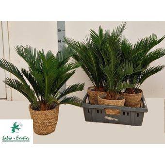 Cycas Revoluta (Cites) 22Ø 50cm 12v