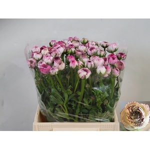 RAN ANDREA CAPPUCCIN