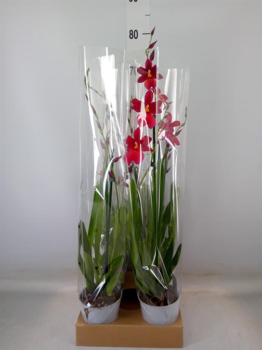 <h4>Burrageara  'Nelly Isler'</h4>