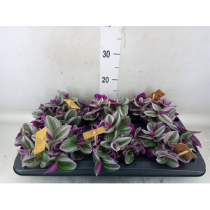 Tradescantia cerinth. 'Nanouk'