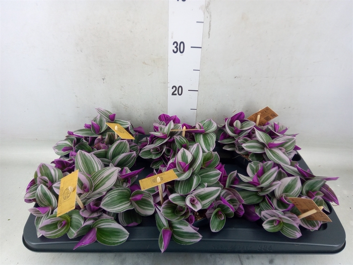 <h4>Tradescantia cerinth. 'Nanouk'</h4>