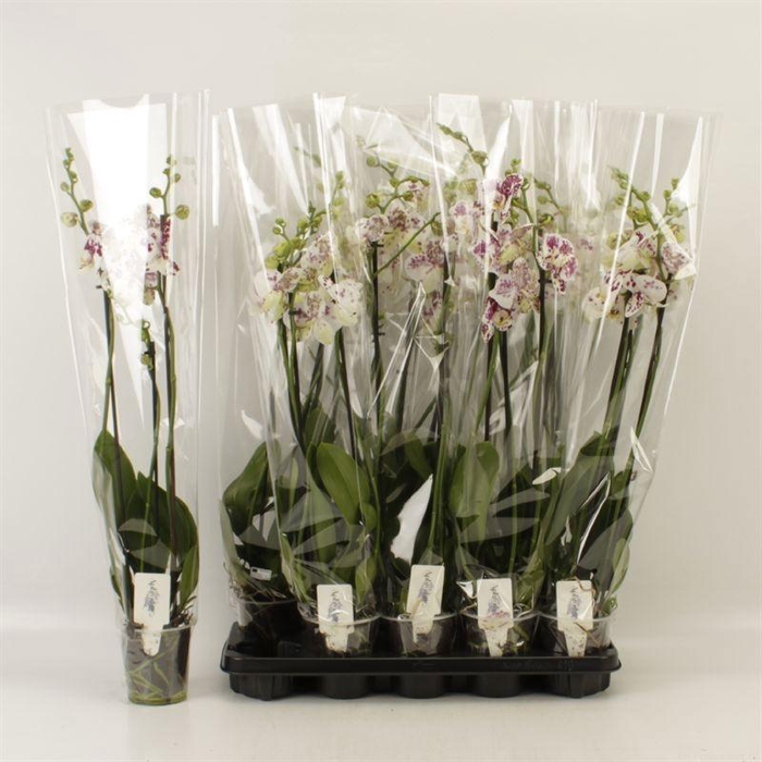 <h4>PHAL AN MARRAKESH</h4>