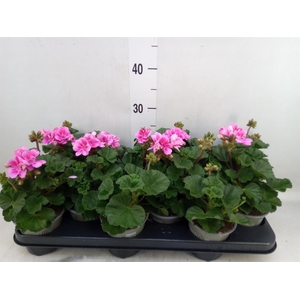 Pelargonium zona. 'ToscaSil Raiko'