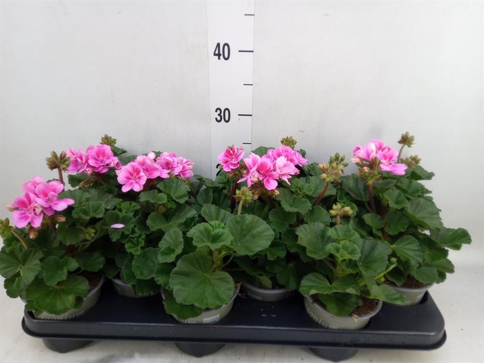 <h4>Pelargonium zona. 'ToscaSil Raiko'</h4>