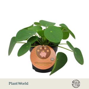 Pilea Peperomioides 10,5cm Engels etiket