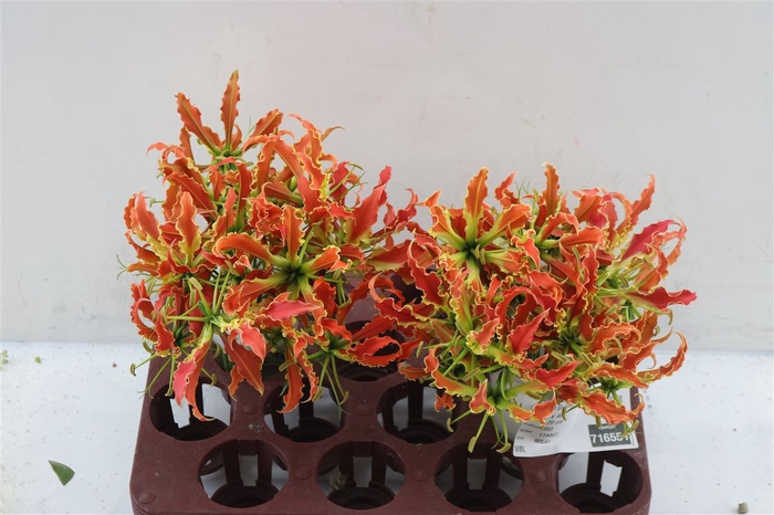 <h4>Gloriosa Sp Orange</h4>