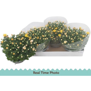 Chrysanthemum Indicum 23Ø 25cm 7pp