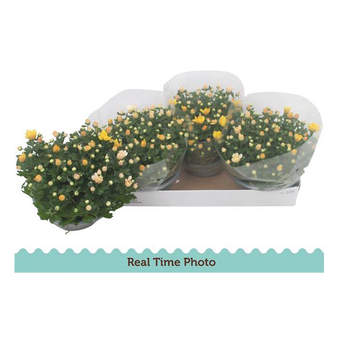 <h4>Chrysanthemum Indicum 23Ø 25cm 7pp</h4>