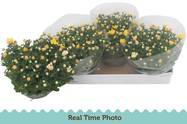 Chrysanthemum Indicum 23Ø 25cm 7pp