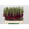 Antirrhinum Opus Red