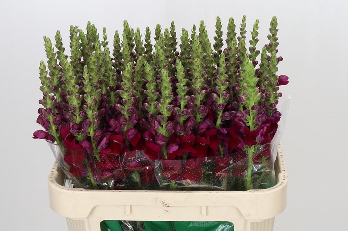 <h4>Antirrhinum Opus Red</h4>