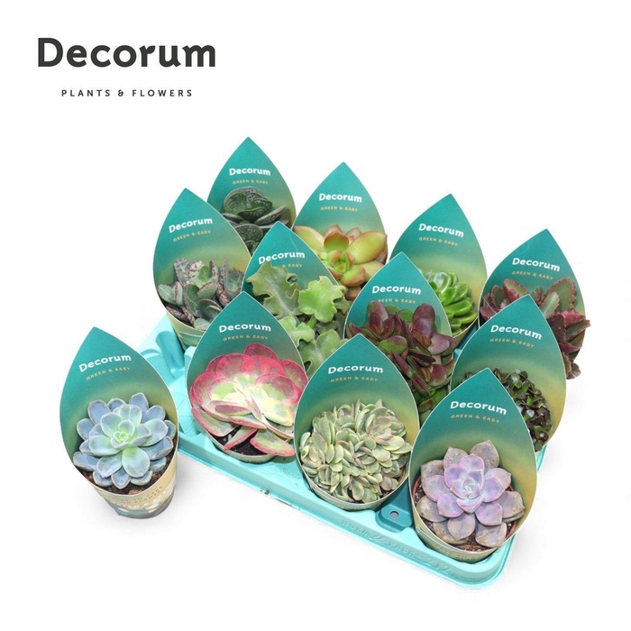<h4>Succulent Green & Easy (Decorum)</h4>
