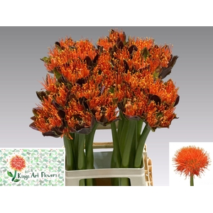 SCAD M KING O ORANGE