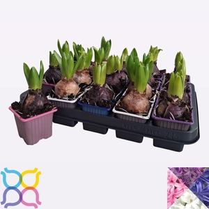 HYACIN PEAR GEM 4 KL