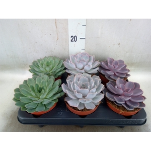 Echeveria   ...mix
