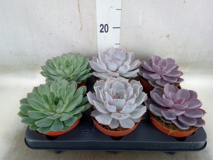 <h4>Echeveria   ...mix</h4>