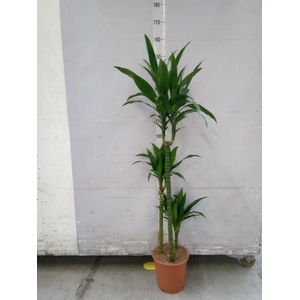 Dracaena frag. 'Janet Craig'