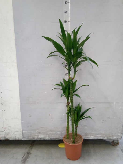 <h4>Dracaena frag. 'Janet Craig'</h4>