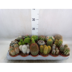 Cactus   ...mix