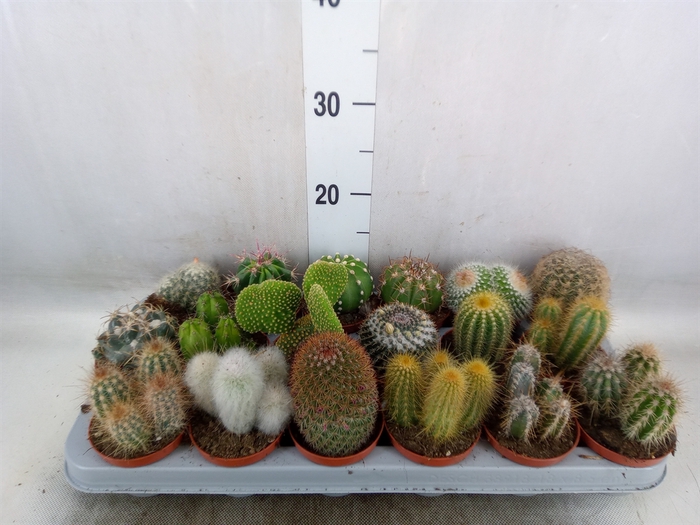 <h4>Cactus   ...mix</h4>