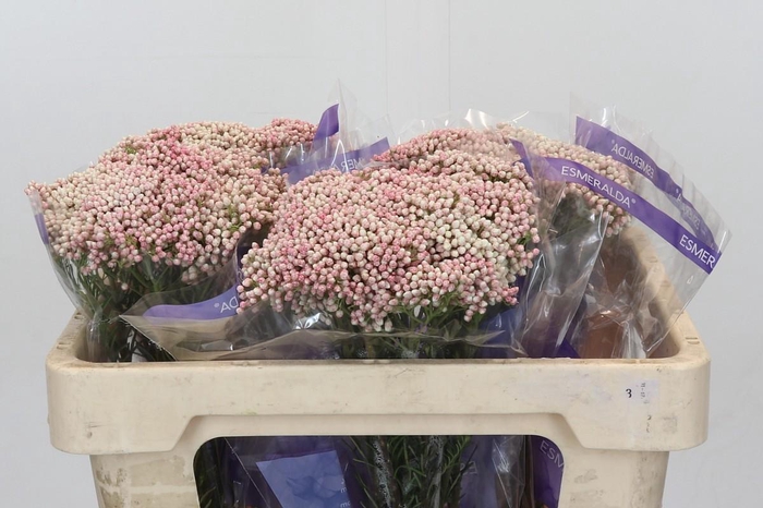 Ozothamnus Cooks Tall Pink