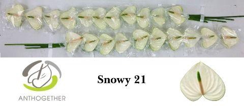 <h4>Anthurium Snowy</h4>