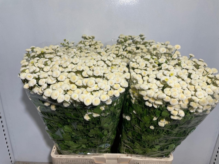 <h4>TANA PA RIO</h4>