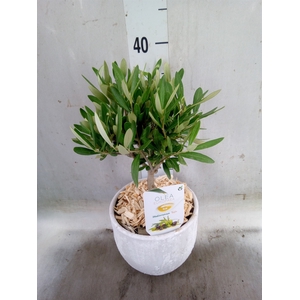 Arr.   Tuinplanten H%