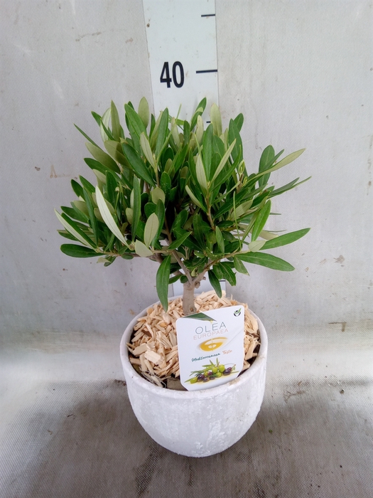<h4>Arr.   Tuinplanten H%</h4>