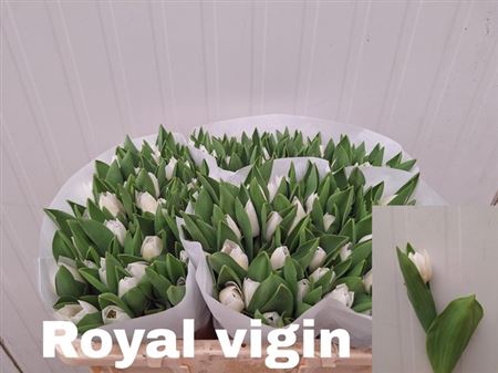 <h4>Tu En Royal Virgin</h4>