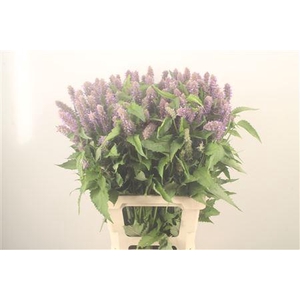 Agastache Blue