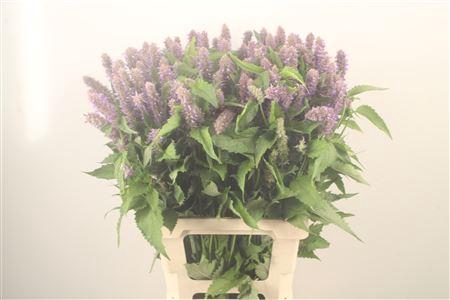 <h4>Agastache Blue</h4>