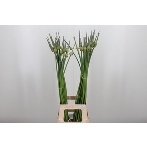 Allium Cepa Judith