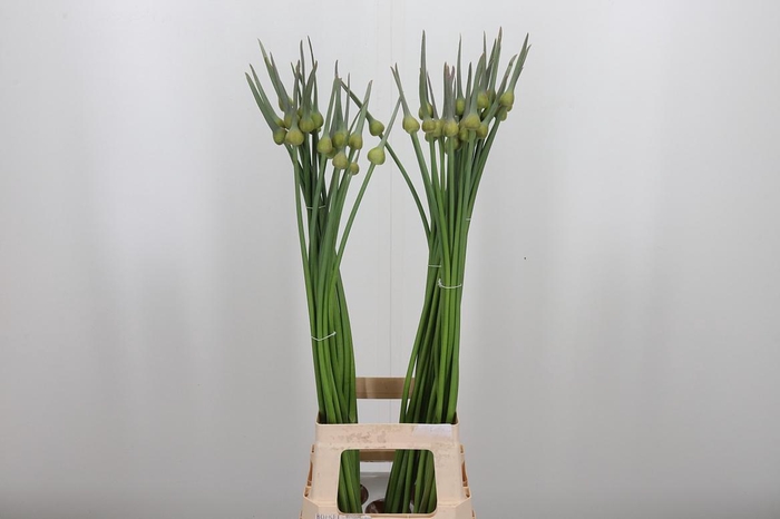 <h4>Allium Cepa Judith</h4>