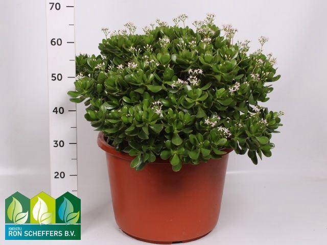 <h4>Crassula ovata</h4>